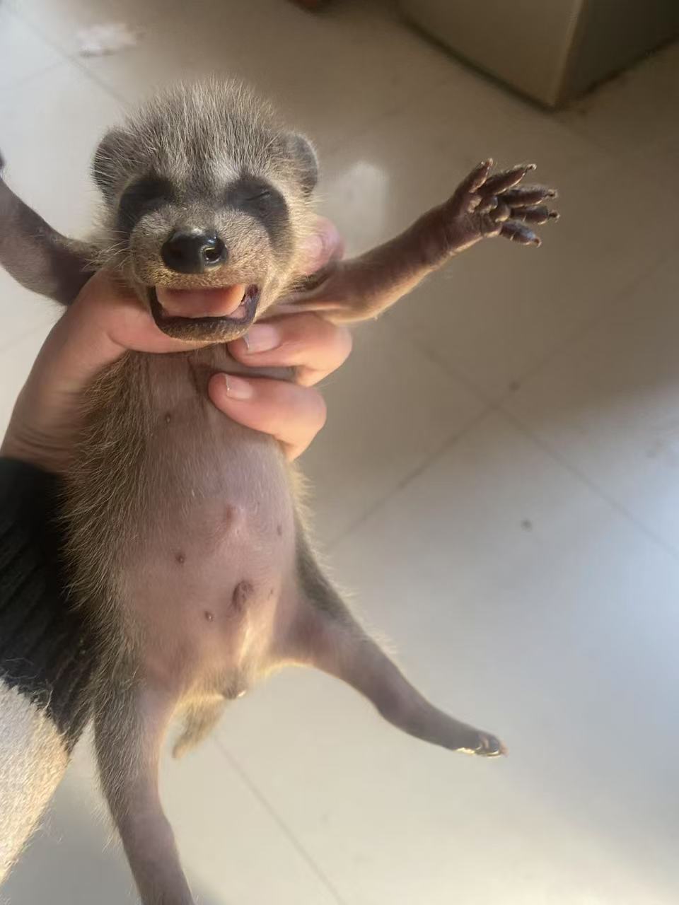 家养萌宠，小浣熊幼崽手养喂奶